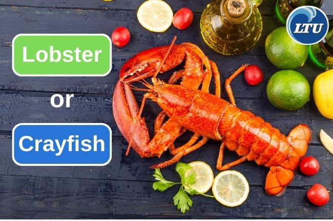 Learn 5 Differences Of Lobster And Crayfish